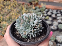 Echeveria Blue star colônia - pote 11