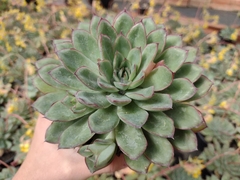 Echeveria pulidonis - pote 11