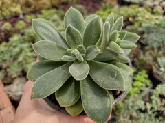 Echeveria coccinea - pote 11