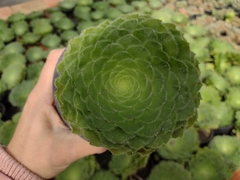 Aeonium tabuleforme - pote 11