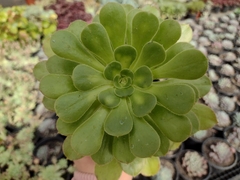 Aeonium canariensi - pote 11