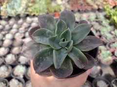 Echeveria blue prince - pote 11