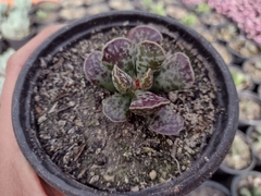 Adromischus cooperi - pote 11