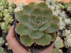 Echeveria shaviana x rubromarginata - pote 11
