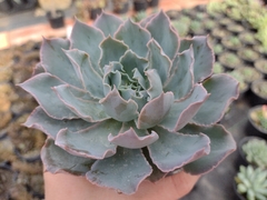 Echeveria blue heron - pote 11
