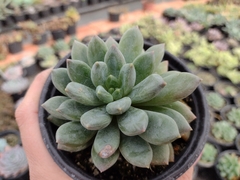Pachyveria glauca - poye 11