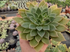 Echeveria mira - pote 11