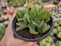 Crassula arborescens undulatifolia - pote 11