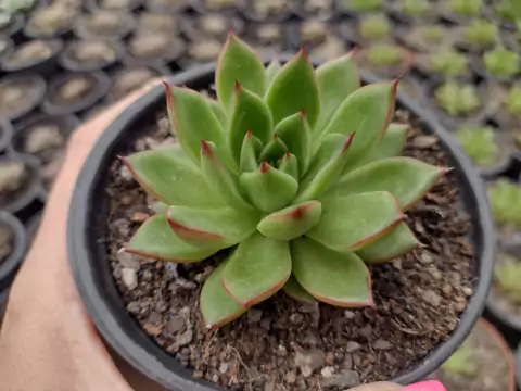 Echeveria agavoides red tips - pote 11