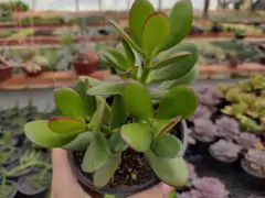 Crassula ovata jade - pote 11