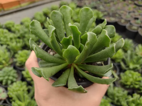 Adromischus clavifolius - pote 11