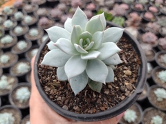 Echeveria blue star - pote 11