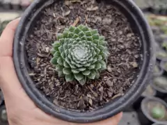 Sempervivum aracknoideum - pote 11