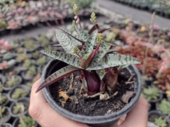 Scilla violacea - pote 11
