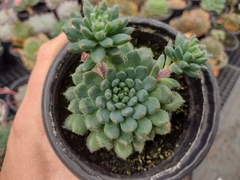 Echeveria Setosa Rundelli - pote 11