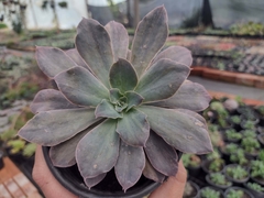 Echeveria ripling waters variegata - pote 11