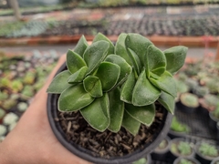 Crassula springtime -
