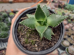 Faucaria Lupina