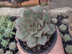 Echeveria longissima