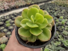 Echeveria Gimney Tennyo - pote 11