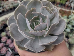 Echeveria Runyonii San Carlos - pote 11