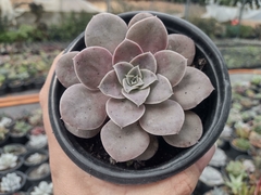 Echeveria Difractens - pote 11