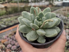 Echeveria Ice Green - pote 11