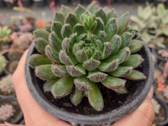 Echeveria Scorpion -