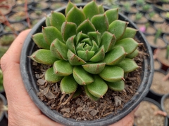 Echeveria Setorum Victor -pote 11