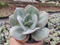 Echeveria Híbrida de Gila - pote 11