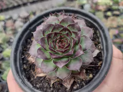 Sempervivum Black Beauty - pote 11