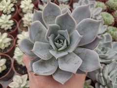 Echeveria lia - Pote 11