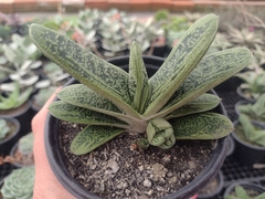 Gasteria Little Warty - pote 11