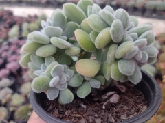 Pulvinata Frost cristata - pote 11