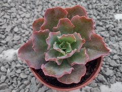 E. Blue Waves