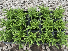 Cx com 15 Crassula muscosa pt08