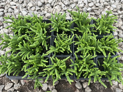 Cx com 15 Crassula muscosa pt08