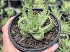 ALOE HUMILIS VAR ECHINATA