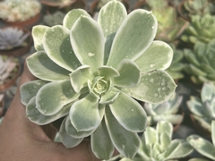 Echeveria Lemon Rose Variegata - comprar online
