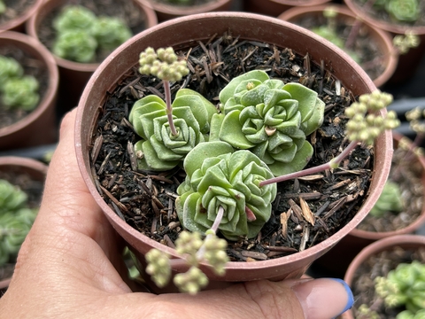 Crassula suzannae