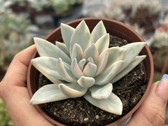 E. Simonosa variegata