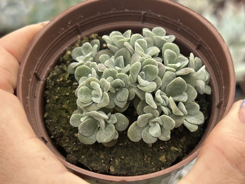 Sedum spathulofolium cape blanco