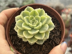 E. Tinkerbell variegata - comprar online