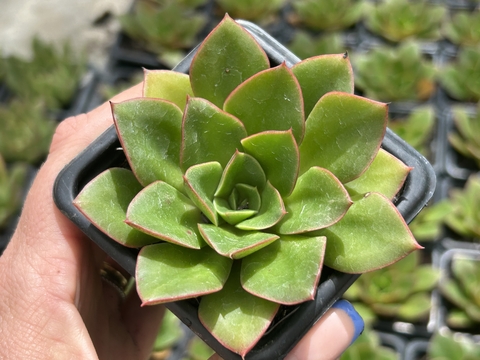 E. Seiten botan pt08