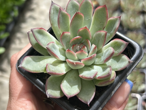 E. Cherry pt08