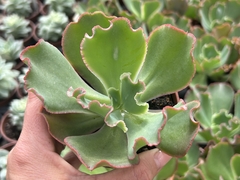 Gib. Virginea lee