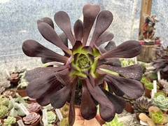 AEONIUM ZEARTKOP -pote 15 MATRIZ