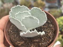 Cotyledon ondulata
