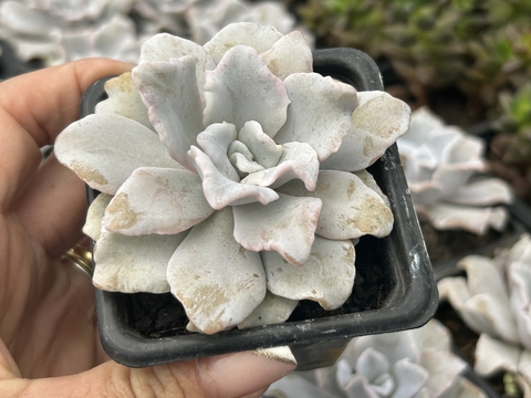 E. Crispate beauty pt08