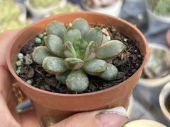 Graptoveria amenthorum
